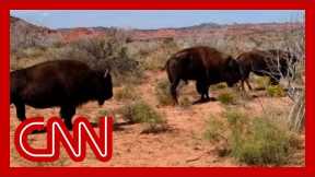 Texas woman gored by bison in viral video