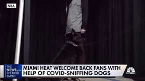 Covid-sniffing dogs 'test' fans outside Miami Heat game
