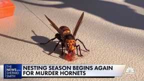 Nesting season begins again for murder hornets