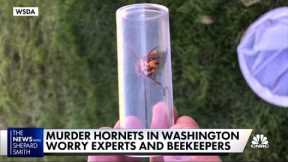 Murder hornets in Washington worry experts and beekeepers