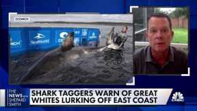 Experts warn of great white sharks lurking off east coast