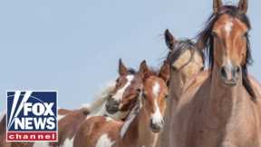 Biden administration program sending horses to slaughter