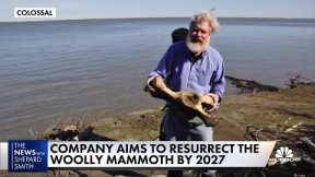 Woolly mammoth could be re-roaming the earth by 2027