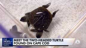 2-headed turtle found on Cape Cod