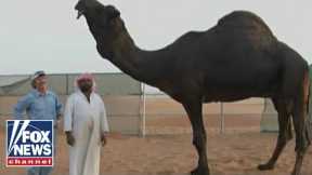 Lovely lady humps: Tucker explores why Botox is used to make camels more attractive