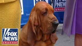 Trumpet becomes first bloodhound to win Westminster Dog Show