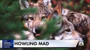 Wolves pit urban dwellers against ranchers