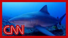 CNN reporter dives with sharks with no cage