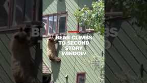 Bear climbs through second story window