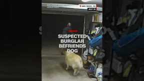 Suspected burglar befriends dog