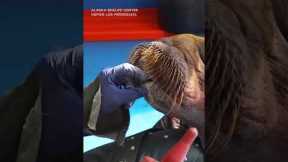 Walrus calf rescued in Alaska is under '24/7 cuddle care'