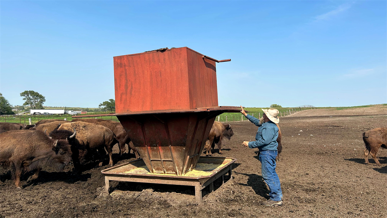 A man in reaches toward a structure in the middle of a field. There are several bison surrounding him.