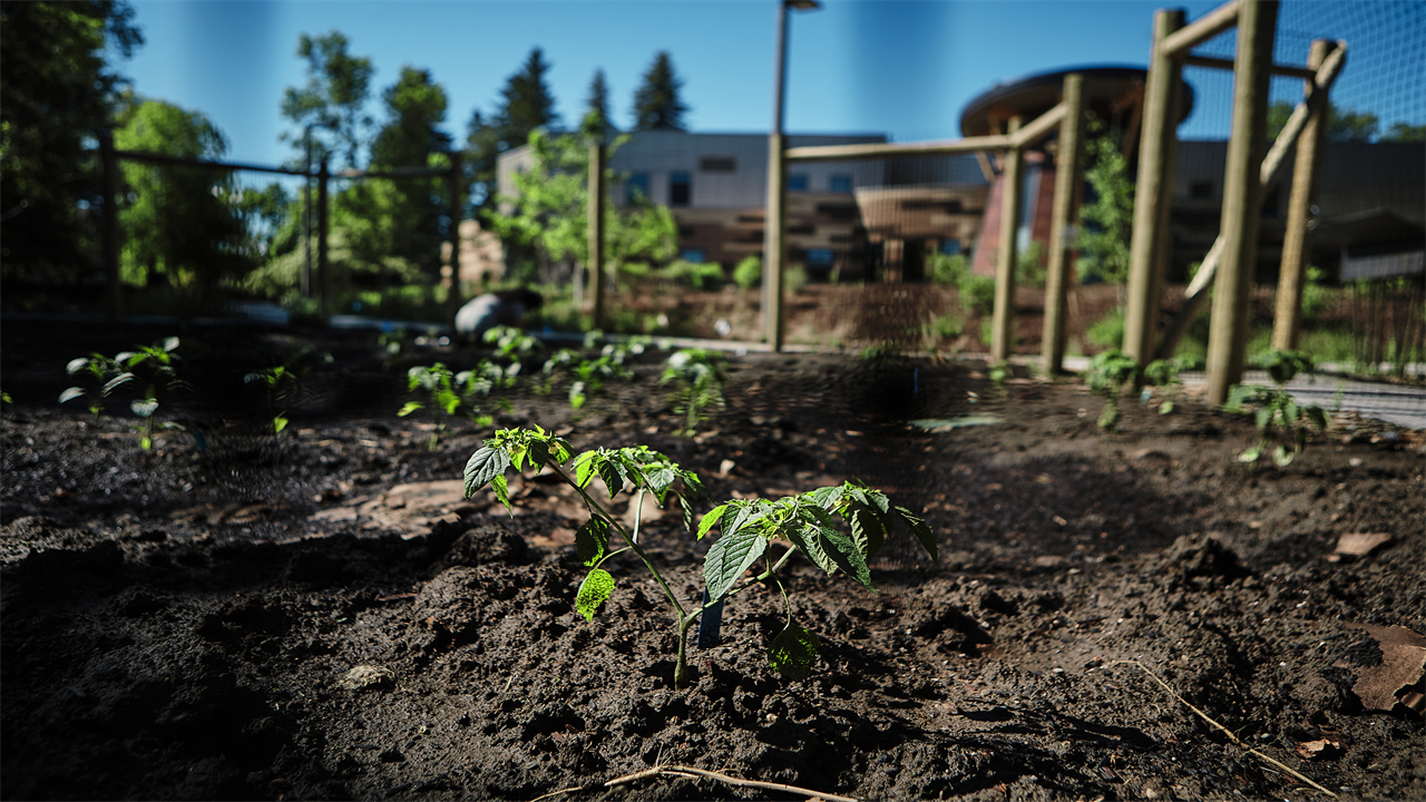 A small green, leafy plant grows out of dirt in a garden.