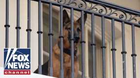 ‘DEADLY WEAPON’: Biden’s dog bit staff nearly 30 times