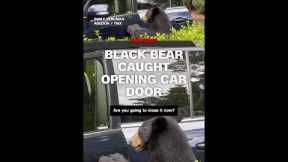 Black bear caught opening car door