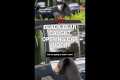 Black bear caught opening car door