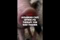 Ukrainian cafe offers pig therapy for 