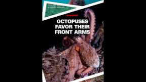 Octopus, like humans, favor certain arms for specific tasks