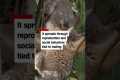Koalas get first chlamydia vaccine