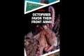 Octopus, like humans, favor certain