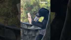 FINGER-LICKIN’ GOOD: Bear licks peanut butter jar clean #shorts #cute #animals #animal #cuteanimals