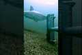 WATCH: Great white shark filmed near