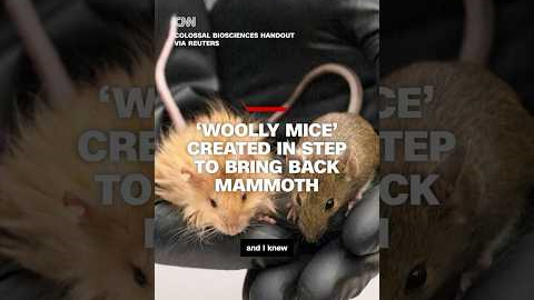 ‘Woolly mice’ creates in step to bring back mammoth