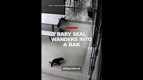 Baby seal wanders into a bar