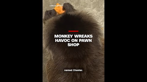 Monkey wreaks havoc on pawn shop