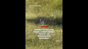 Monkeys escape from overturned truck on a Mississippi highway