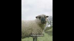 Meet the first flock of gay sheep