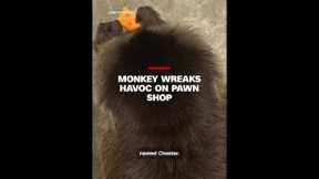 Monkey wreaks havoc on pawn shop