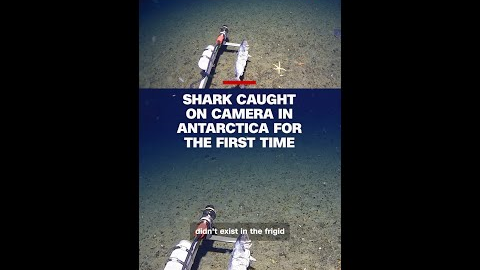 Shark caught on camera in Antarctica for the first time