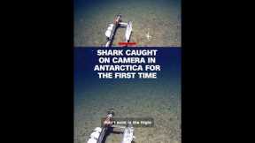 Shark caught on camera in Antarctica for the first time