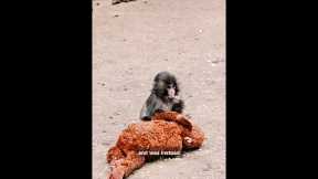 Why we all love Punch the monkey