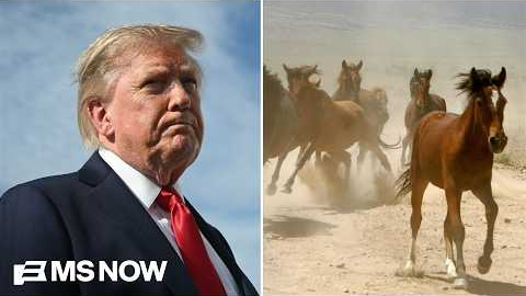 The SLAUGHTER of protected wild horses? Under Trump, a symbol of the American West is under threat